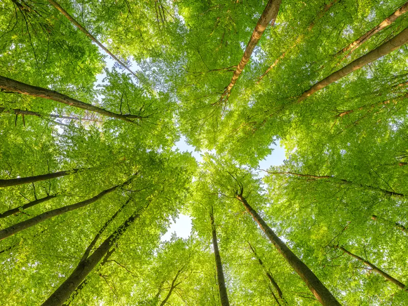 Upward shot of trees in a forest